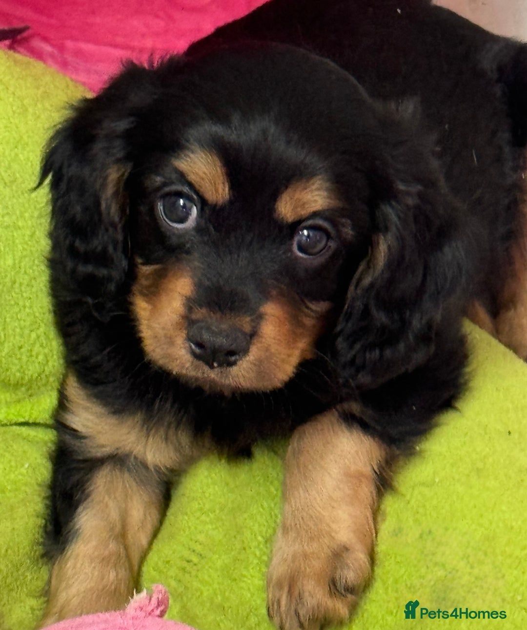 Cavapoo dogs for sale: Cavapoo rare black &tan health tested  - Image 23
