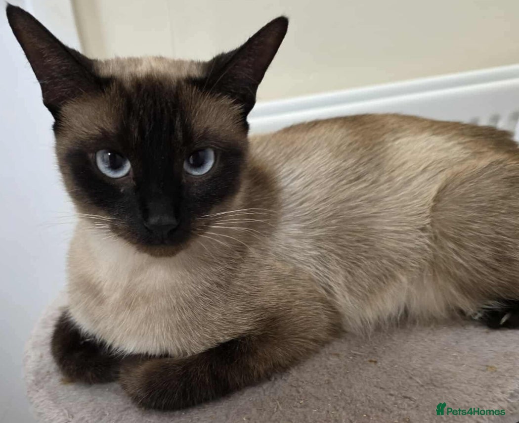 Mixed Breed cats Loving, energetic Siamese X F 2yrs neutered  - Advert 2