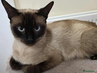 Mixed Breed cats Loving, energetic Siamese X F 2yrs neutered - Advert 2