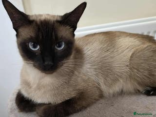 Mixed Breed cats Loving, energetic Siamese X F 2yrs neutered - Advert 5