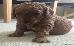 Labradoodle dogs for sale: Stunning red miniature labradoodle puppies - Image 14
