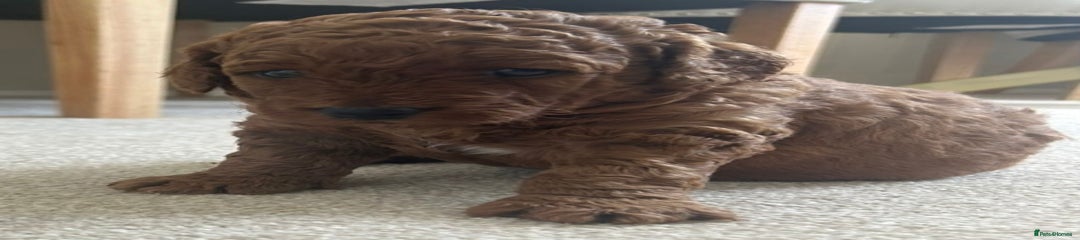 Labradoodle Puppy 2
