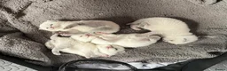 British Shorthair cats for sale: GCCF Registered chunky Colourpoints - Advert 9
