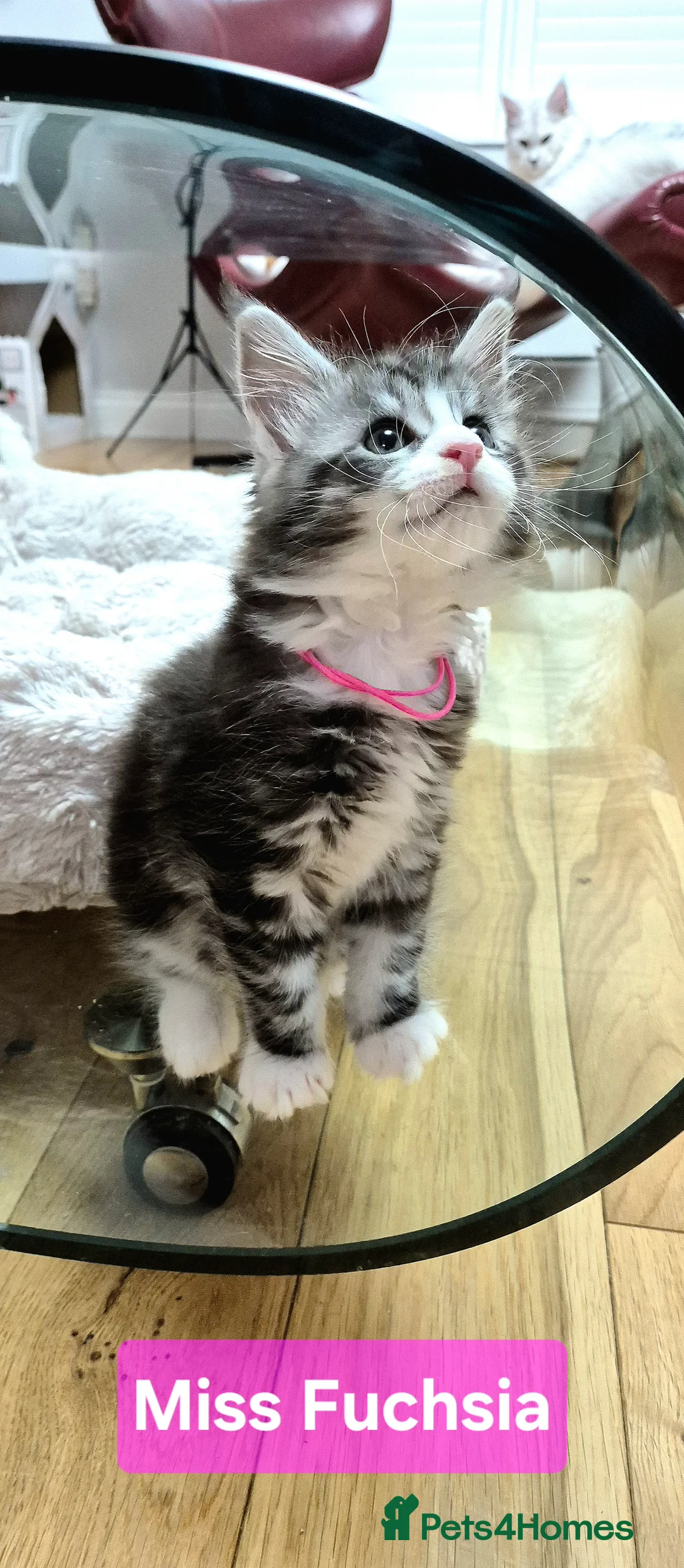 Maine Coon cats for sale: 🎀 Outstanding GCCF Pedigree Maine Coon Kittens  - Advert 11