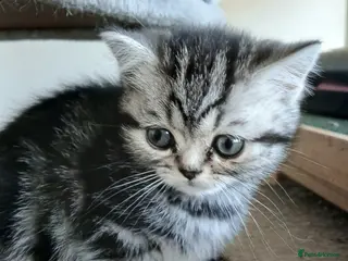 British Shorthair cats Bsh. Silver clasic tabby . - Advert 10