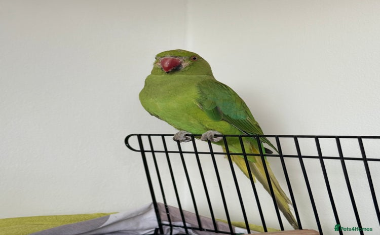 Ringnecks birds - Advert 2