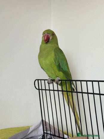 Ringnecks birds - Advert 10