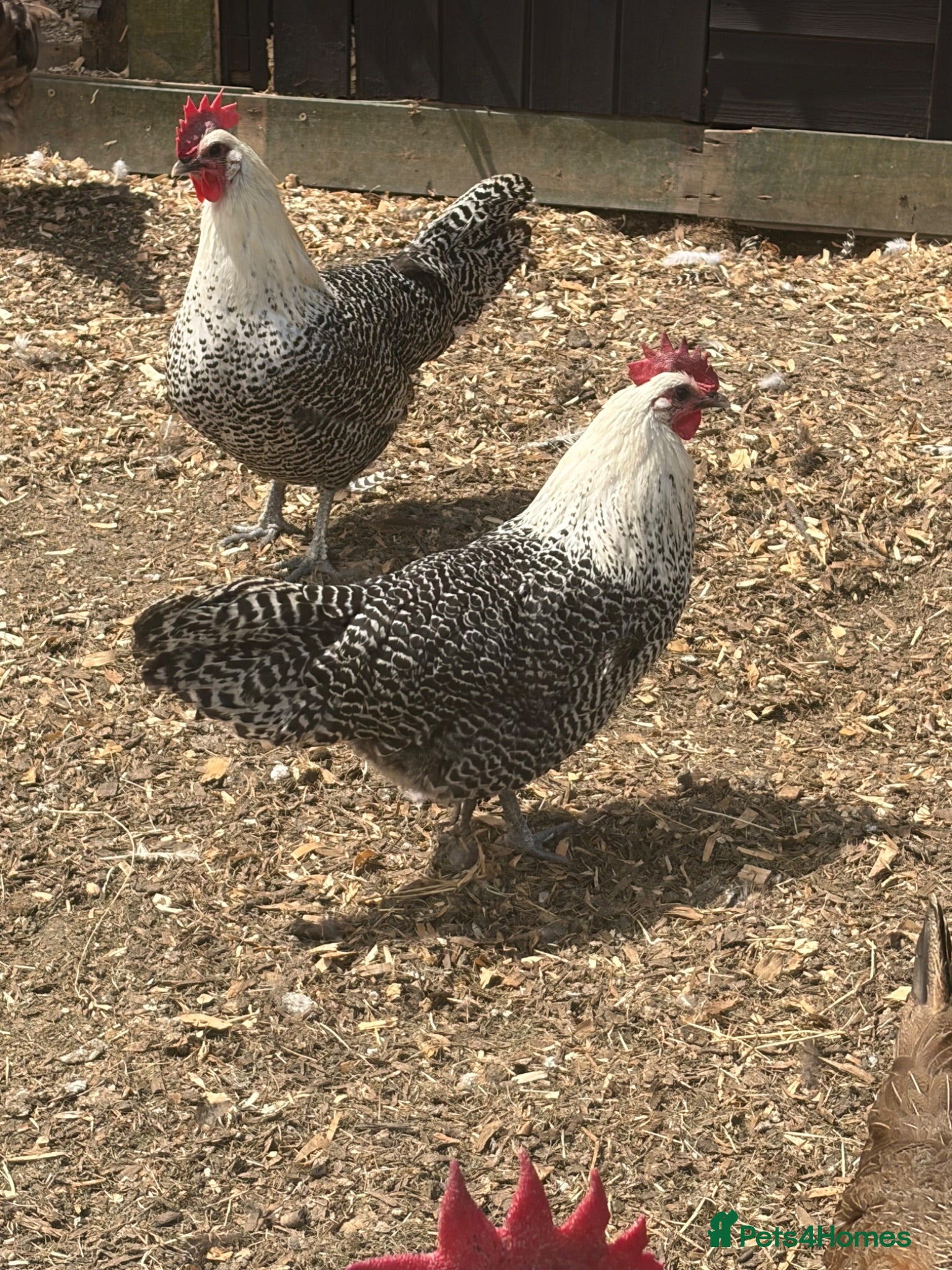 Chickens poultry Campine silver  - Advert 3