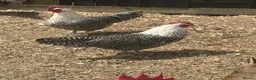 Chickens poultry for sale: Campine silver  - Advert 1