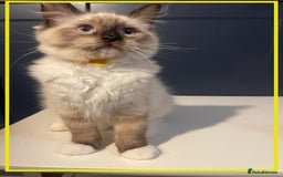 Ragdoll cats for sale: Ragdoll kittens ready now  !💞  - Image 11