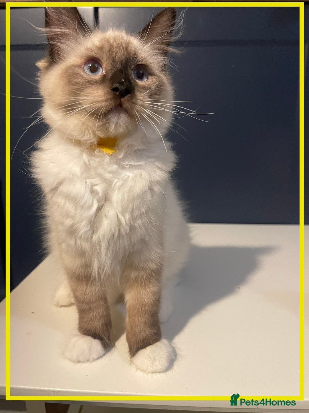 Ragdoll cats for sale: Ragdoll kittens ready now  !💞  - Image 11