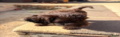 Cockapoo 1