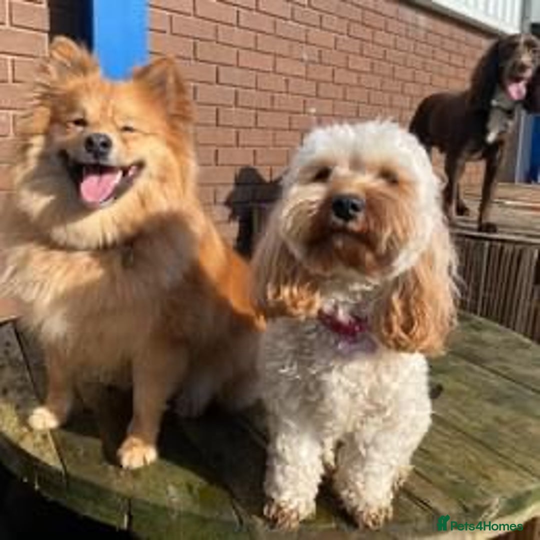 Mixed Breed dogs for sale: Playful 5-Year-Old Pomspitz Looking for a New Home - Image 7