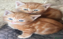 Mixed Breed cats for sale: Beautiful Mixed breed Kittens - Image 1