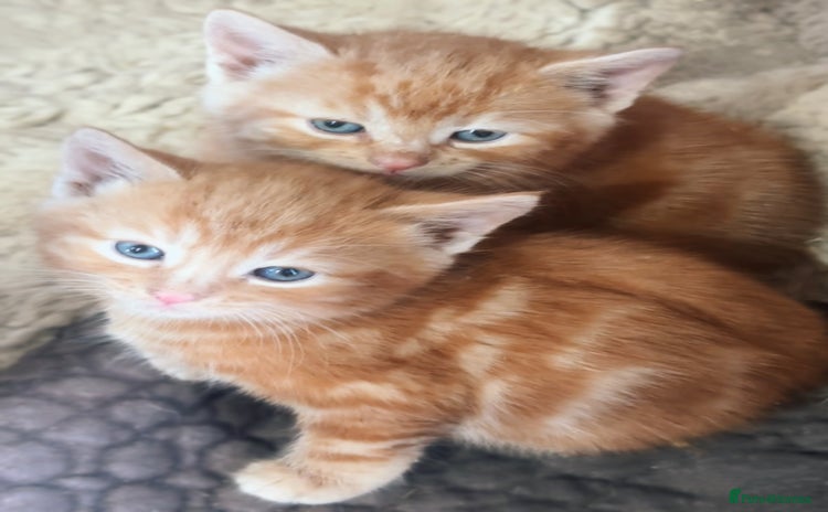 Mixed Breed cats - Advert 2