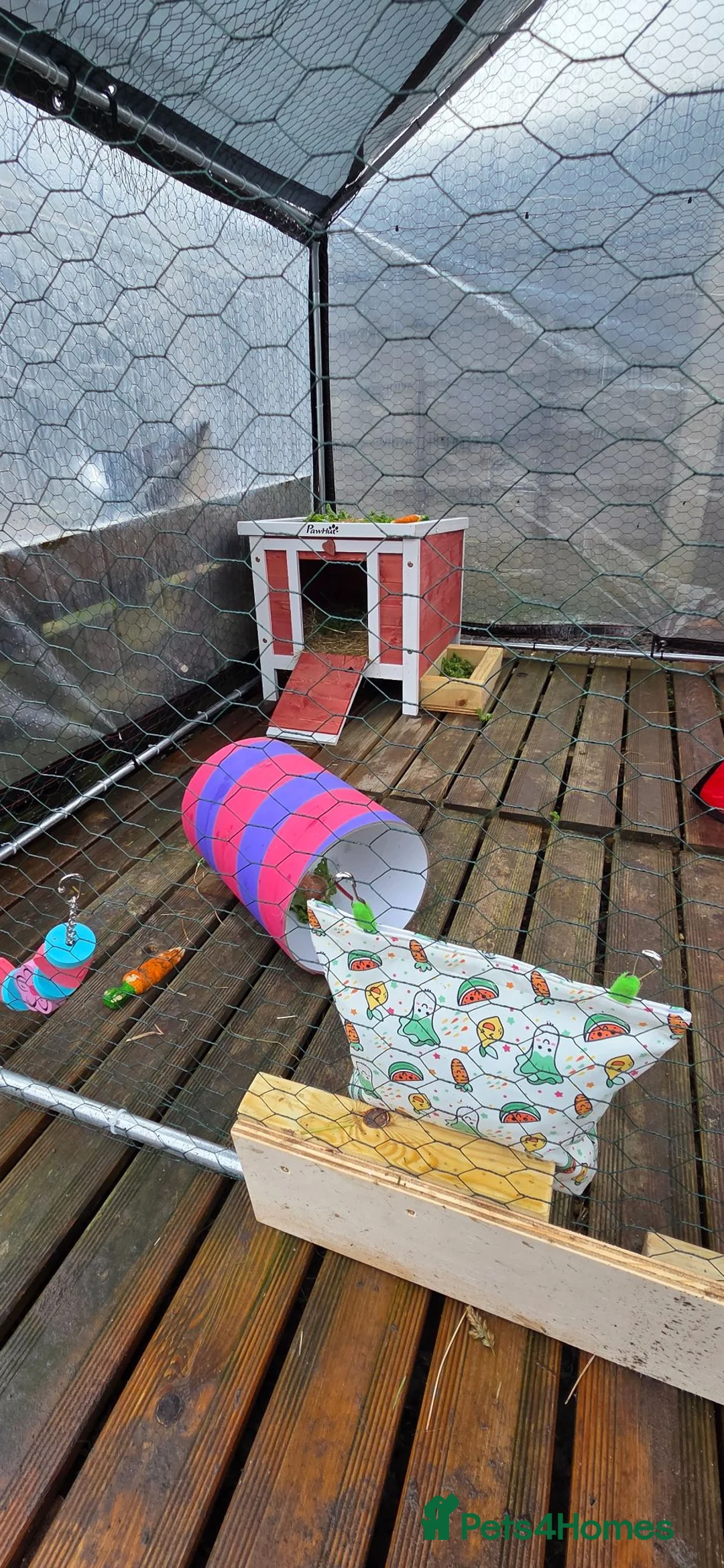 Mixed Breed rabbits for sale: 2x Female Rabbits in Warrington - Advert 15