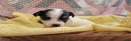 Jack Russell dogs for sale: KC reg Jack Russell pups, parents DNA health teste - Advert 18