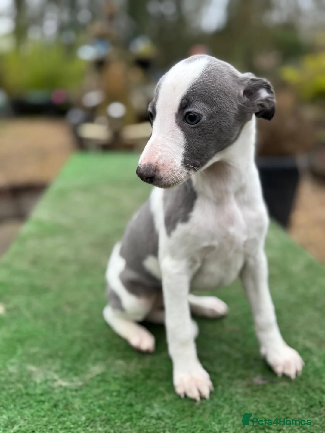 Whippet dogs for sale: Kc whippets  - Advert 2