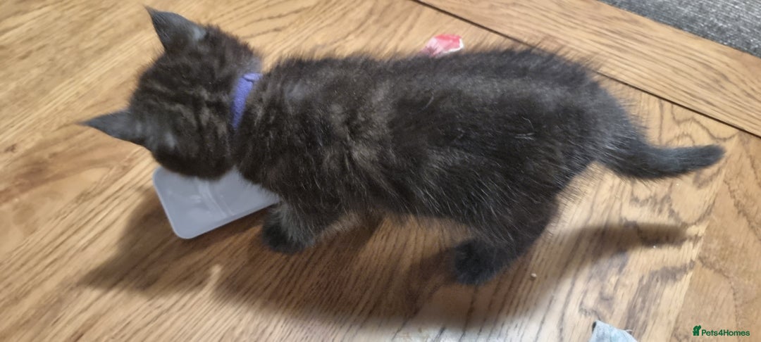Persian cats for sale: Five loveable Persian kittens  - Image 10