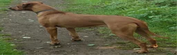 Rhodesian Ridgeback dogs for sale: KC reg,Excellent Ridges,Health checked/Elb/Hip/JME - Advert 12