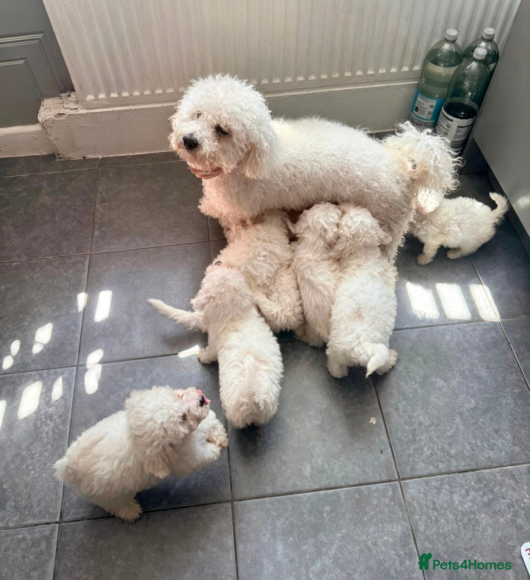Bichon Frise dogs Pedigree Bichon Frise puppies  - Advert 2