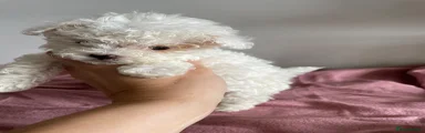 Maltipoo 2