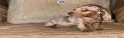 Miniature Dachshund dogs for sale: Miniature dashaund puppy’s ready now  - Advert 7