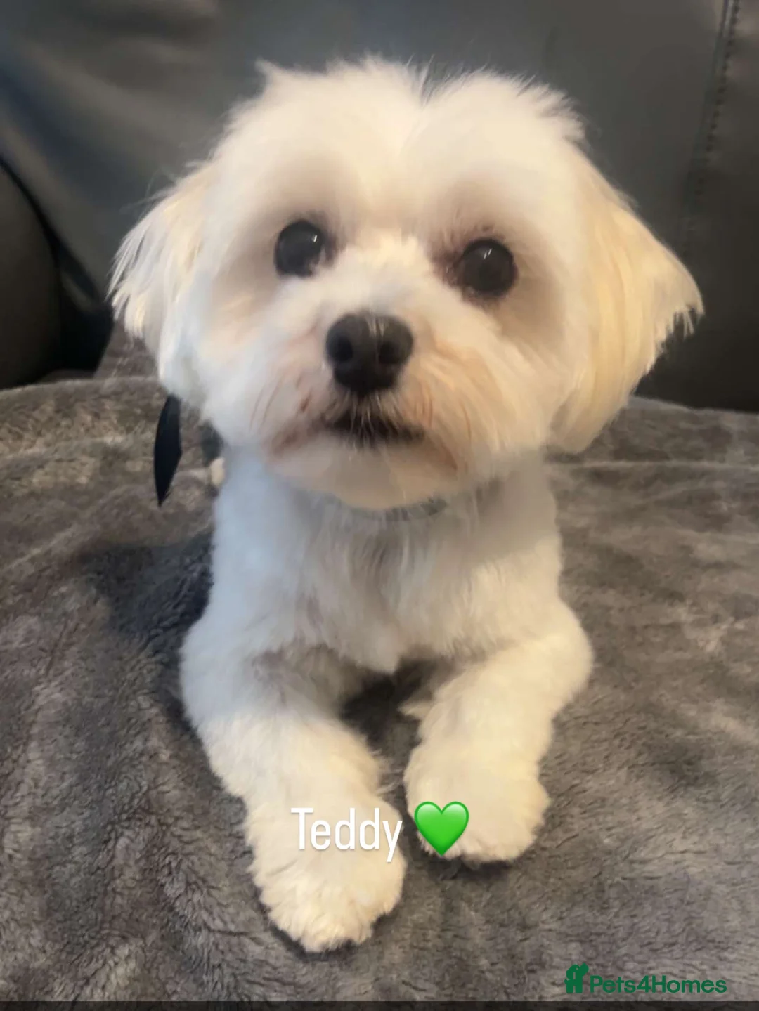 Maltese dogs for sale: Teddy Korean maltese - Advert 2