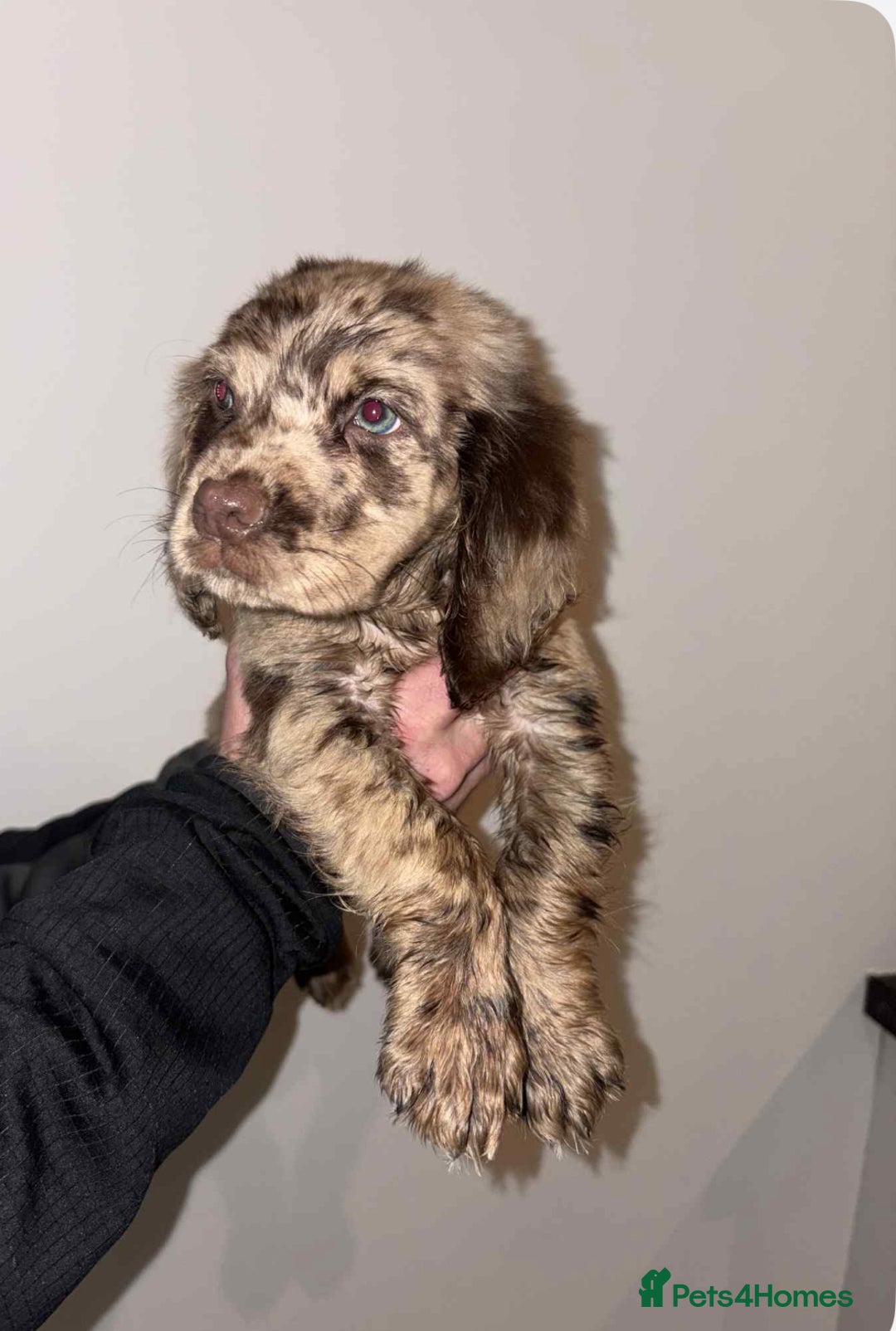 Cocker Spaniel dogs for sale: 4 girls 1 boy - Advert 2