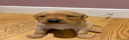 Labrador Retriever dogs for sale: Beautiful fox red Labrador pups for sale  - Advert 3