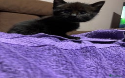 Bengal cats for sale: Bengal mix kittens for sale  - Image 4