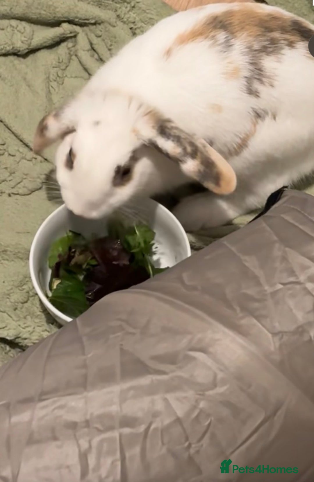 Dutch rabbits for sale: Rehoming Bunny - Advert 3