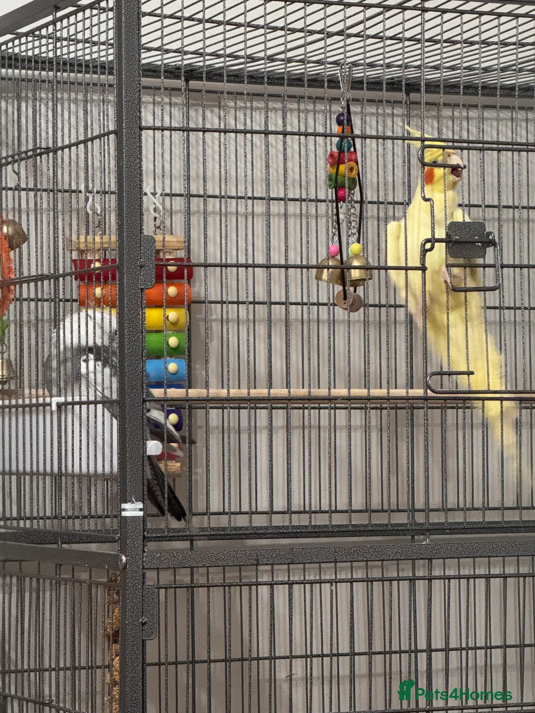 Cockatiels birds for sale: two cockatiels male and female bonded - Advert 15