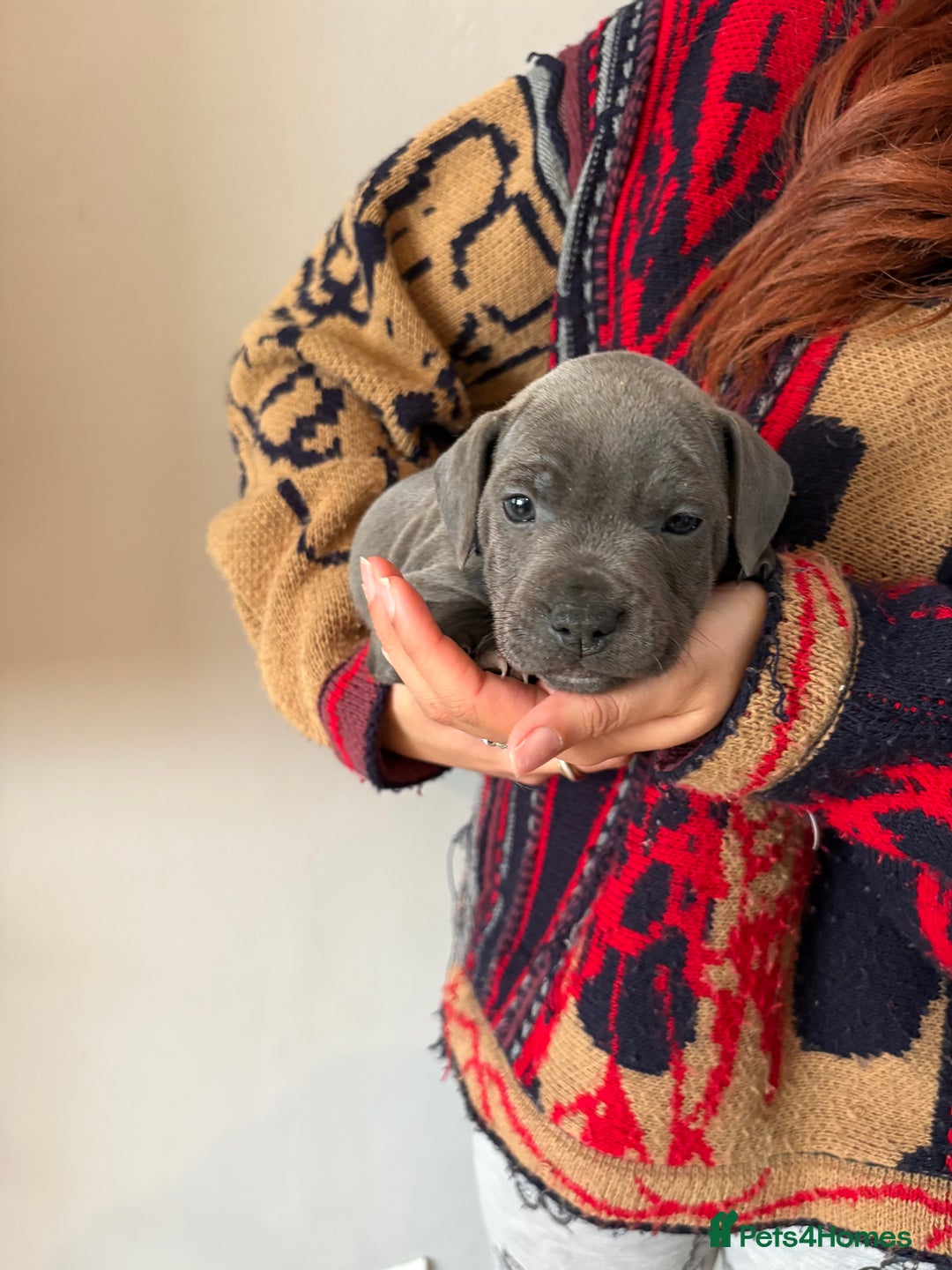 Staffordshire Bull Terrier dogs for sale: 6 Stunning Blue Staffordshire Bull Terrier pups 💙 - Advert 20