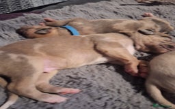 Lurcher dogs for sale: Saluki Lurcher  - Image 4