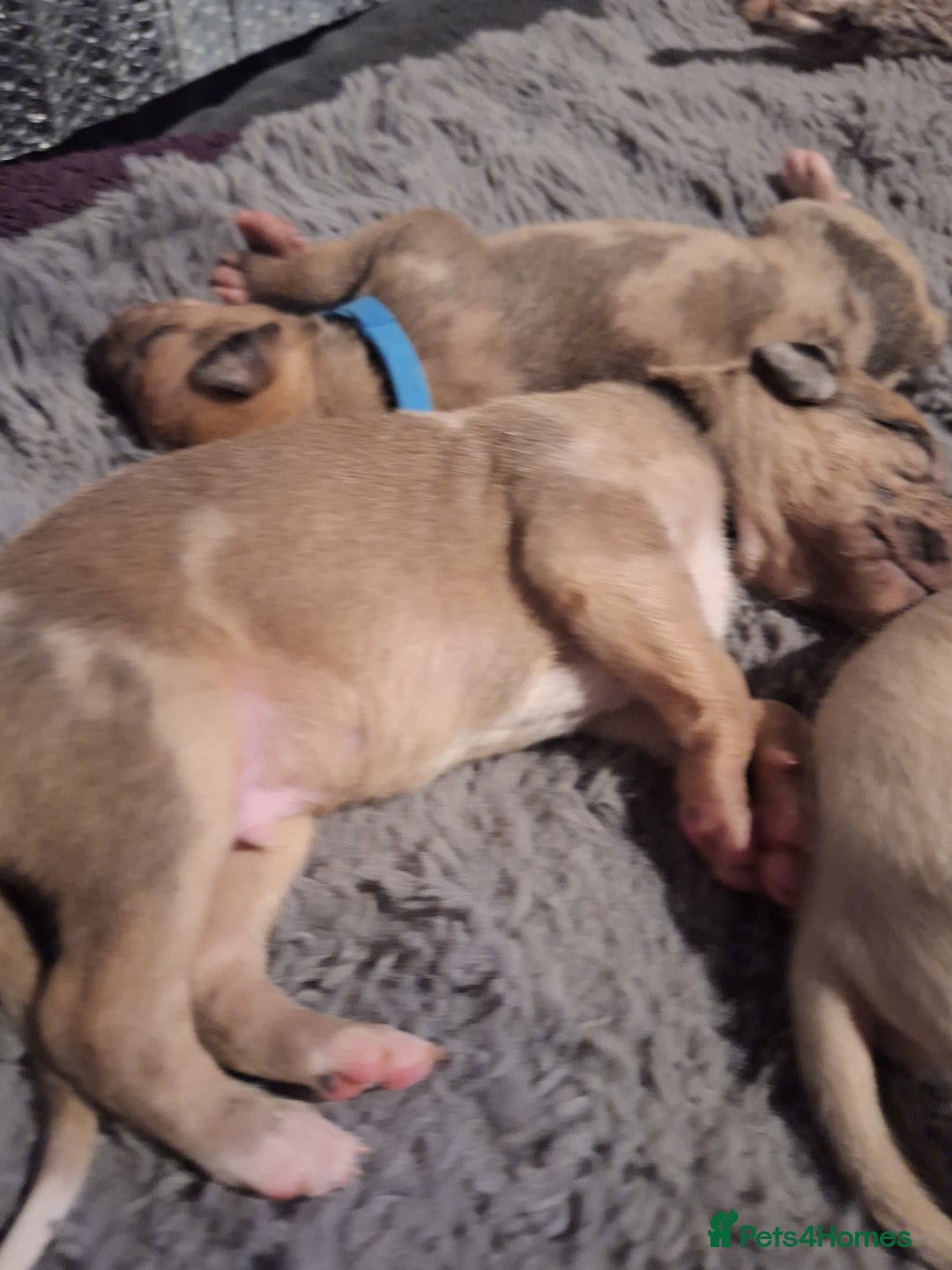 Lurcher dogs for sale: Saluki Lurcher  - Image 4