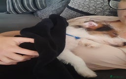 Jack Russell dogs for sale: 12 week old jack Russel - Image 1