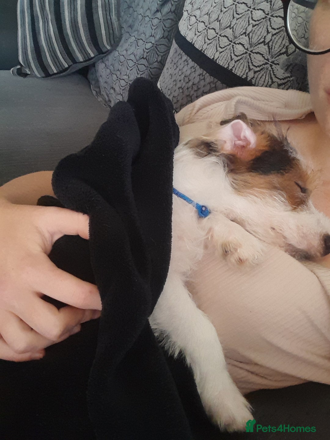 Jack Russell dogs for sale: 12 week old jack Russel - Image 1
