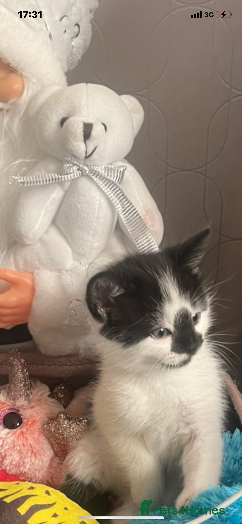 Mixed Breed cats Beautiful fluffy kittens- one left  - Advert 13