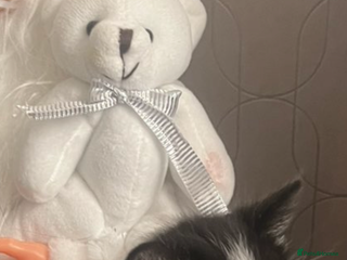 Mixed Breed cats Beautiful fluffy kittens- one left - Advert 13