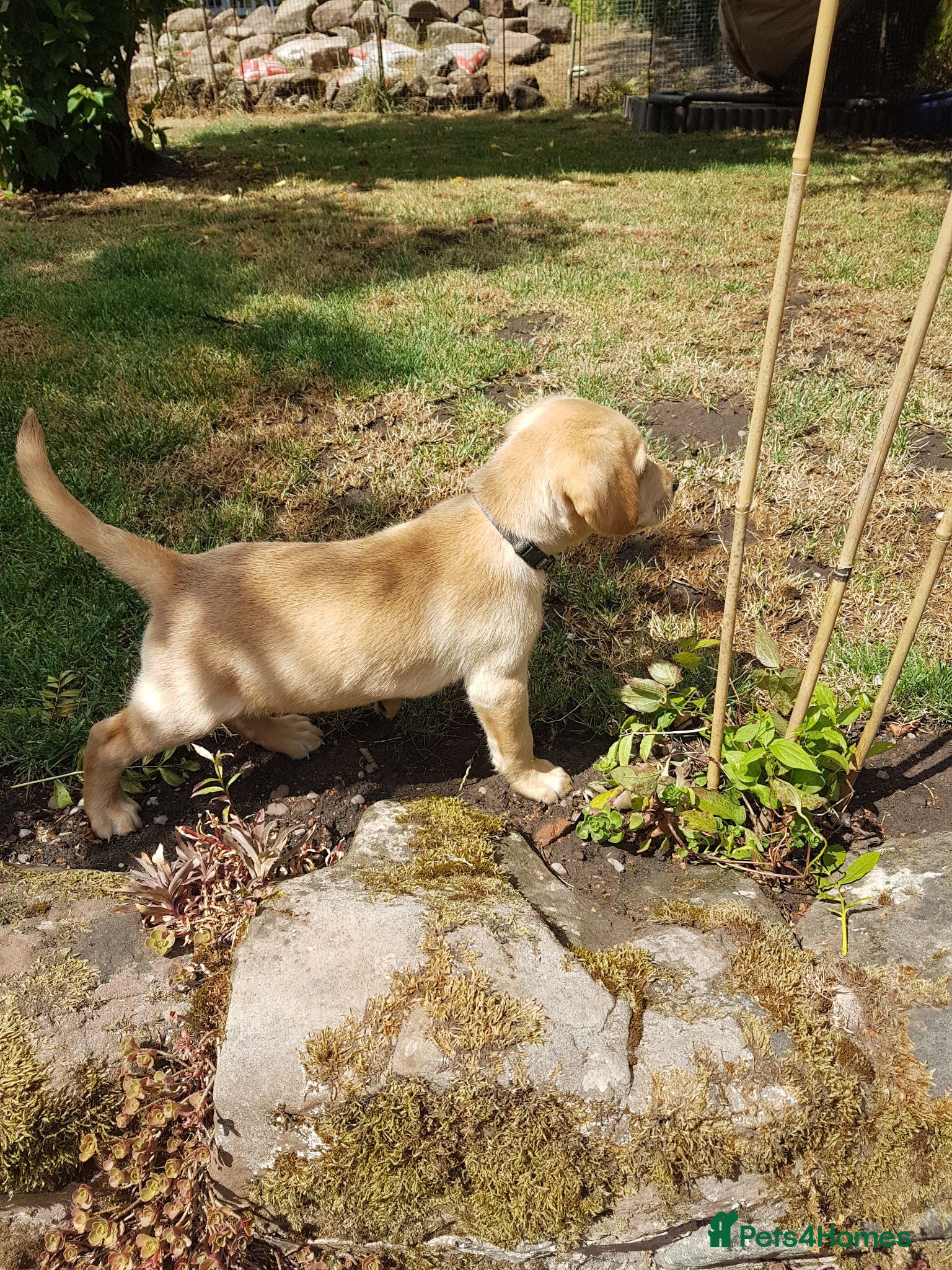 Labrador Retriever dogs Excellent KC Registered Labrador puppies  - Advert 1