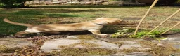 Labrador Retriever dogs for sale: Excellent KC Registered Labrador puppies  - Advert 4