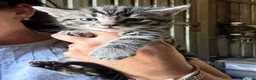 Mixed Breed cats for sale: 2 beautiful boys looking for their forever homes  - Advert 2