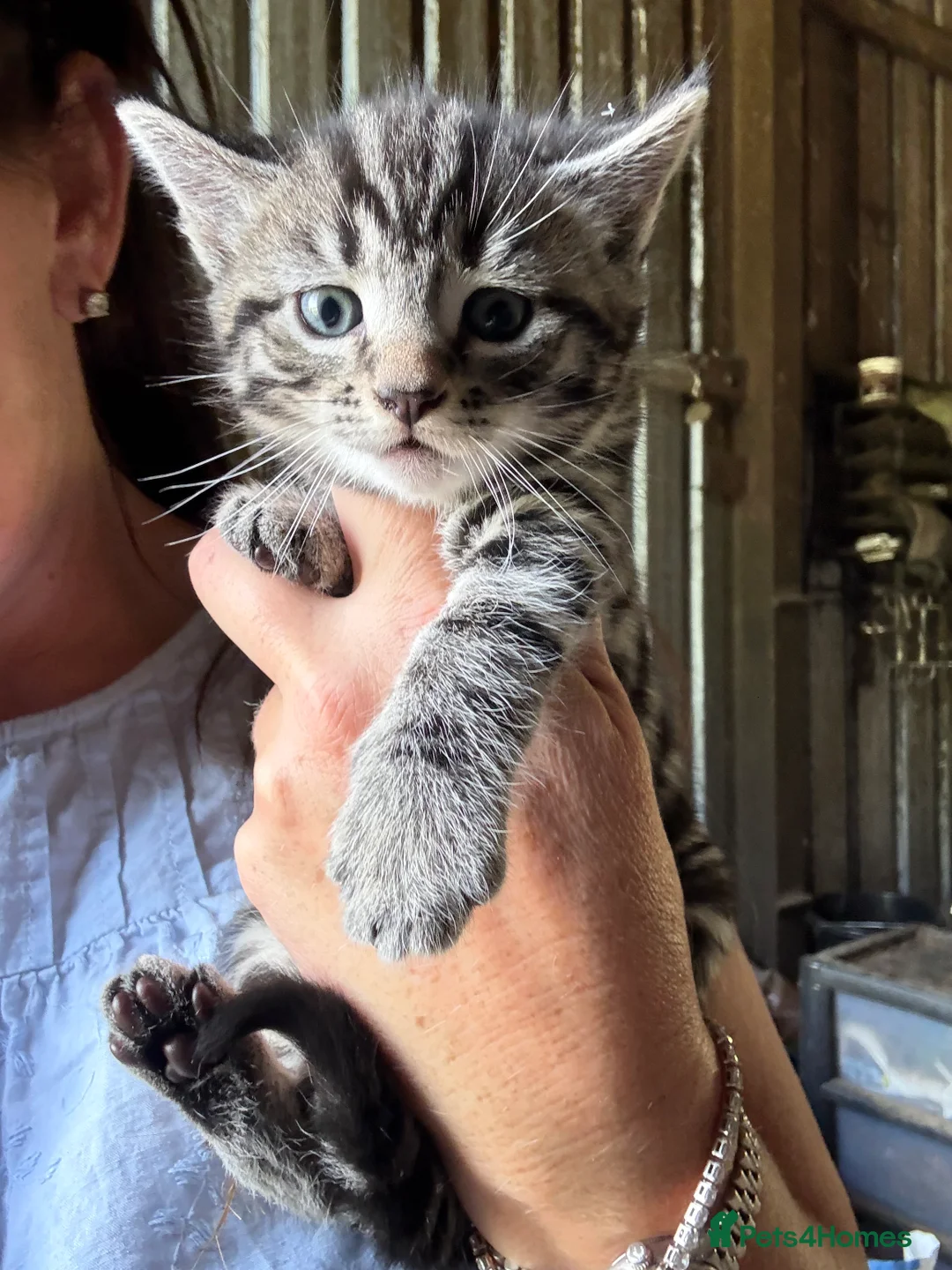 Mixed Breed cats for sale: 2 beautiful boys looking for their forever homes  - Advert 2