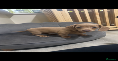 Miniature Dachshund dogs - Advert 6