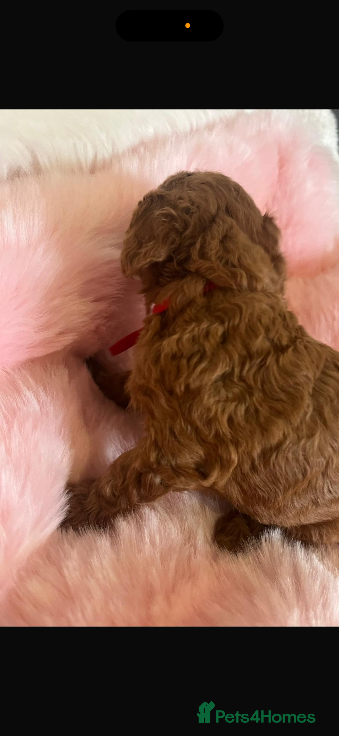 Cavapoo dogs for sale: Top quality F1b toy cavapoos  - Image 4