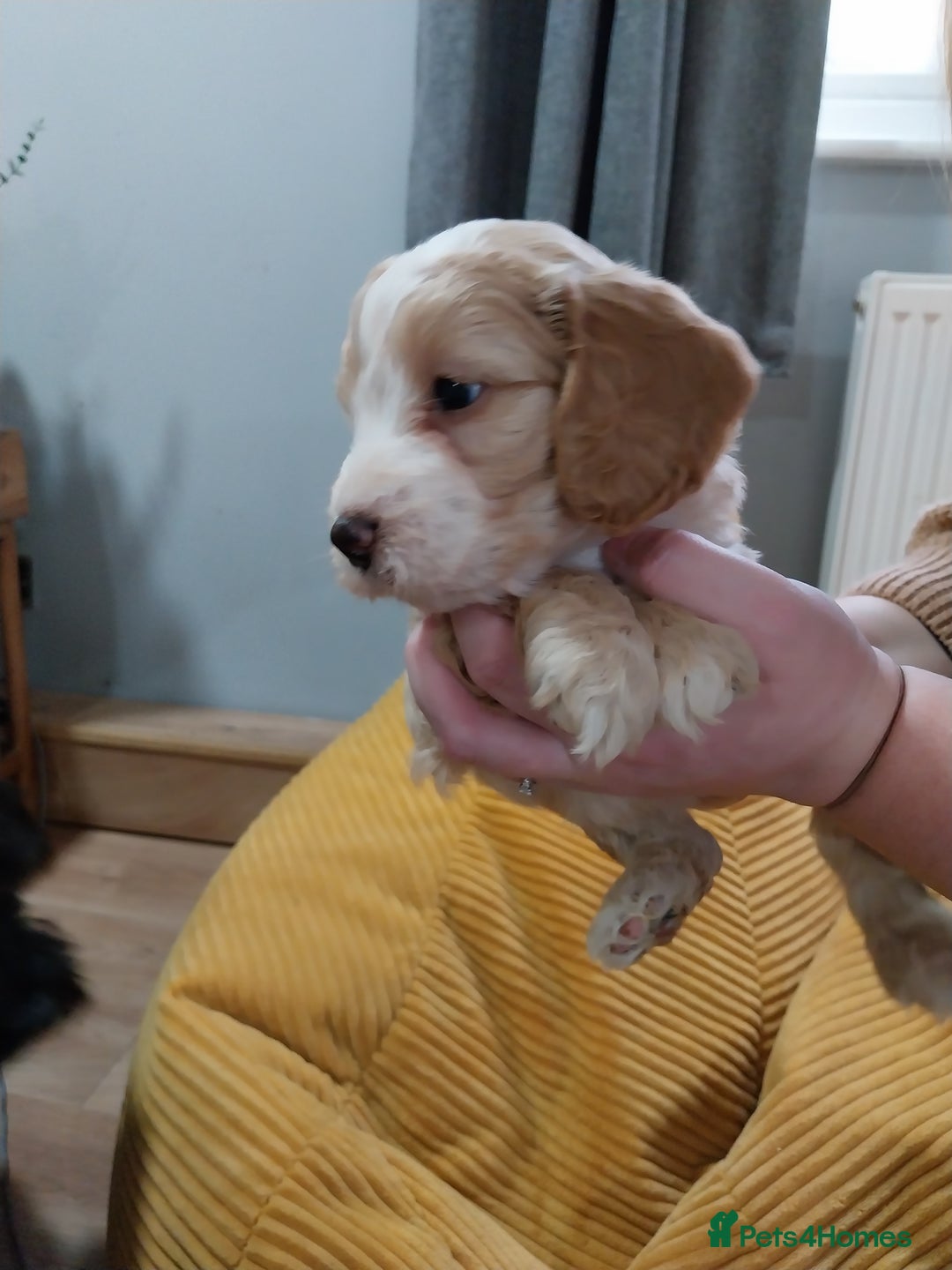 Cockapoo dogs for sale: Adorable Cockapoo puppies  - Image 13