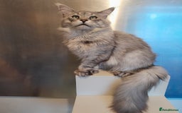 Maine Coon cats for sale: black silver ticked girls TICA 3 pedigree - Image 6