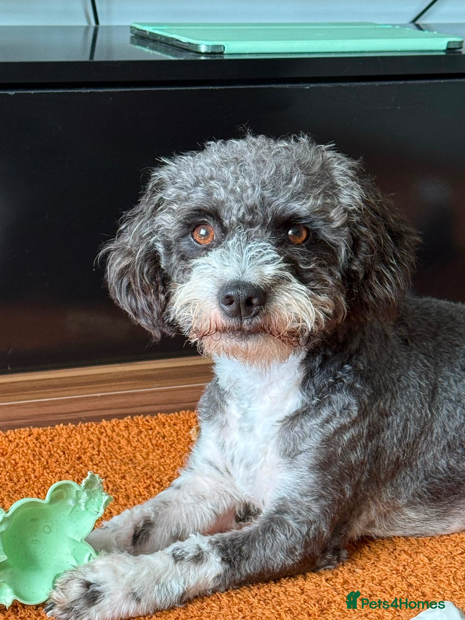 Poodle dogs Meet Chips-Gentle Girl Looking for Forever Home - Advert 15