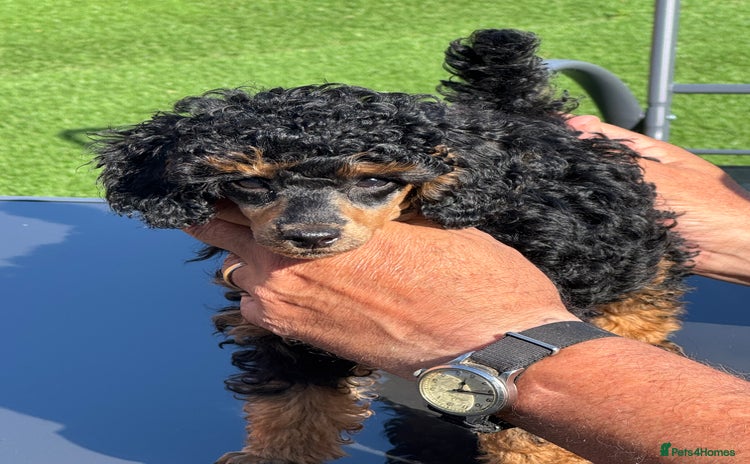 Toy Poodle dogs - Advert 2
